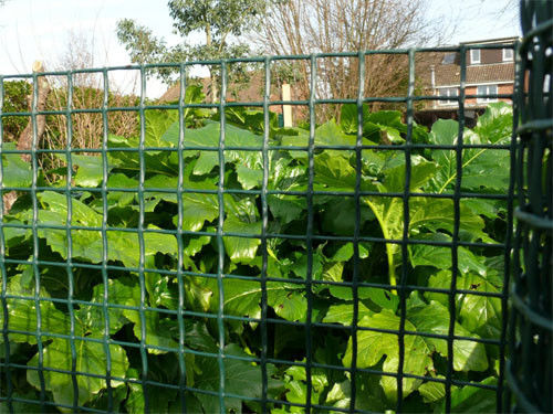 진한 녹색 플라스틱 UV 저항하는 20*20mm 메시를 가진 정원 담에 의하여 뜨개질을 하는 HDPE