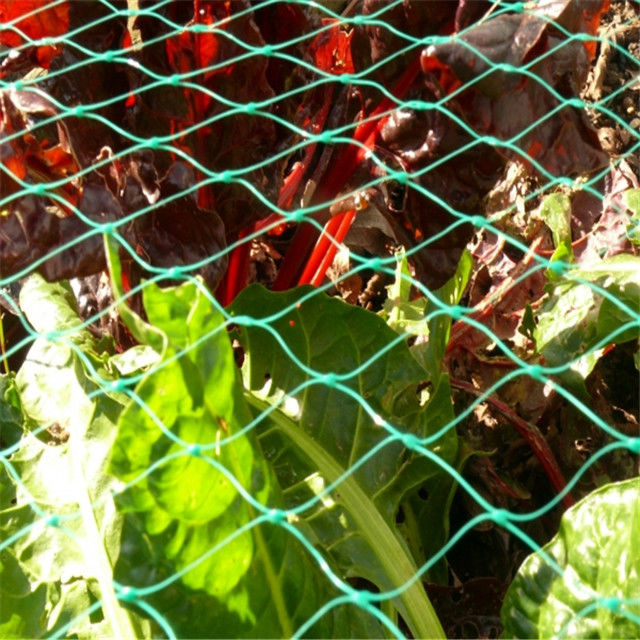 포도 보호 버찌 보호를 위한 100%년 HDPE 농업 반대로 새 그물
