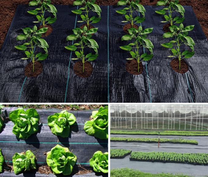 PP에 의하여 길쌈되는 잔디 잡초 방제 매트, 정원을 위한 UV 저항하는 녹색 잡초 덮개
