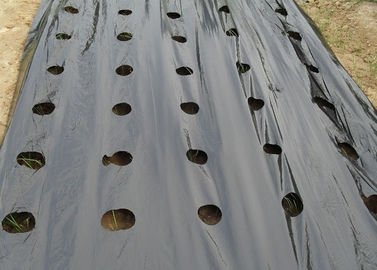 중국 옥외 농업 검정 정원 잡초 매트, 올려진 침대를 위한 잡초 정지 정원 직물 공장